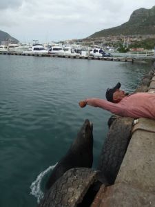 The only interesting seal at Hout Bay