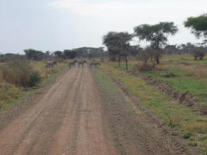 Genuine zebra crossing - in joke for Brits