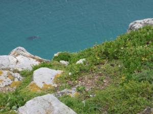 View from top of Cape of Good Hope, complete with whale