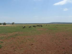 Wildebeest migration. These are either the trailblazers or the stragglers.