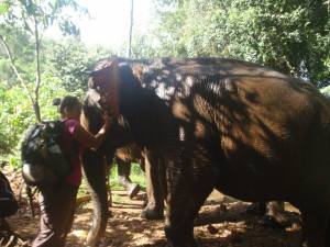 Elephant Valley Project