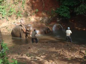 Elephant Valley Project