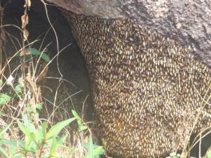 These bees were very nearly on the menu